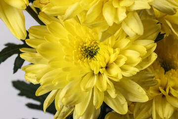 small yellow chrysanthemum mum flower bunch macro closeup on white background