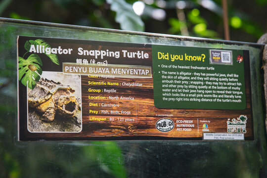 Selangor, Malaysia - October 14, 2021: Allgator Snapping Turtle information card on display at Farm In the City Petting Zoo.