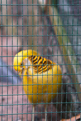 Cage mesh with blurry bokeh yellow bird in the background.