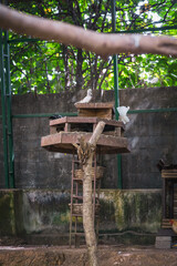 homing pigeons in home loft