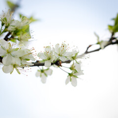 Fleurs de quetsches pruniers au printemps 