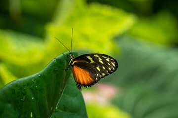 Doris Longwing Butterfly at butterfly gardens in Pine Mountain Georgia.