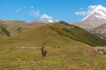 Fototapeta na wymiar Heard of horses grazing on a lush pasture under the Mount Kazbeg, Georgia. Clear and blue sky above the snow-capped peak. A small pond on the pasture. Wild animals. Serenity and calmness.