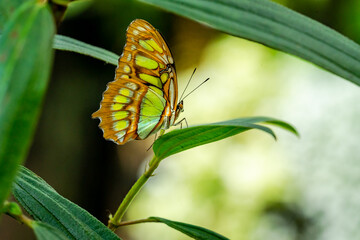 Tropical Malachite Butterfly at butterfly gardens in Pine Mountain Georgia. 