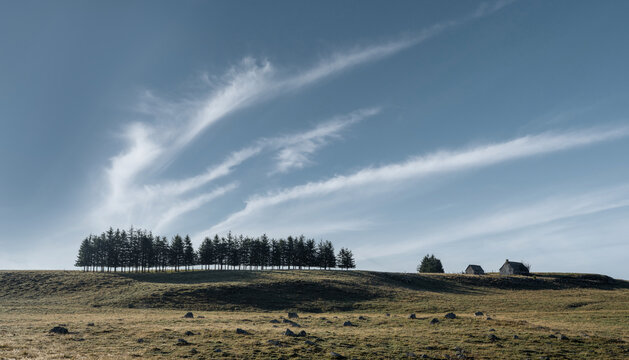 paysage de l'aubrac rang&eacute;e de sapin sur une colline et son buron