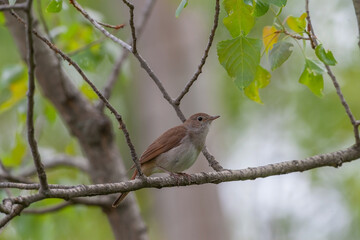 Common Nightingale (Luscinia megarhynchos) perched on a tree branch