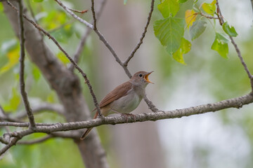 Common Nightingale (Luscinia megarhynchos) perched on a tree branch