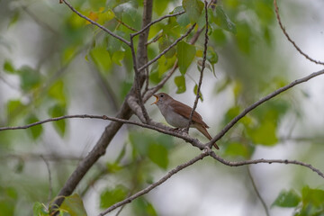 Common Nightingale (Luscinia megarhynchos) perched on a tree branch