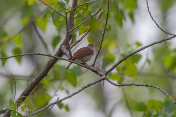 Common Nightingale (Luscinia megarhynchos) perched on a tree branch