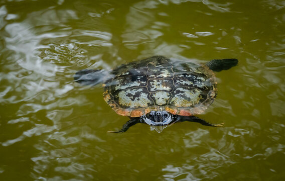 Mud Turtles swimming under water at Butterfly gardens in Pine Mountain Georgia.