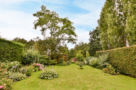 Patio with shrubs and trees in summer