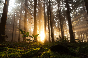 Dramatisches Sonnenlicht scheint durch die Bäume- Rennsteig im Thüringer Wald - obrazy, fototapety, plakaty
