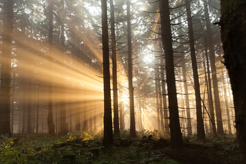 Dramatisches Sonnenlicht scheint durch die Bäume- Rennsteig im Thüringer Wald