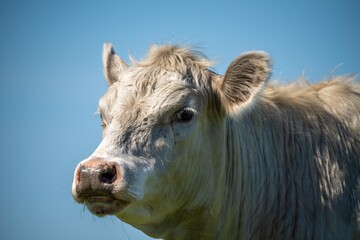 Cows eating grass in Australia. 