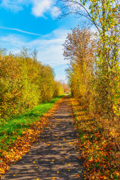 Schattiger Weg mit Herbstlaub zwischen Bäumen