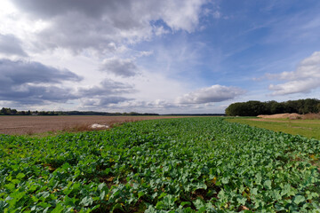 Fototapeta na wymiar Agricultural fields near Barbizon village 