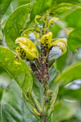 Orange tree suffers from a plague of aphids