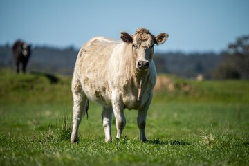 Cows eating grass in Australia. 