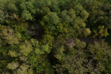 Forest Trail Aerial View