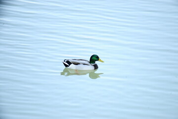 Male Mallard on river in Spain.