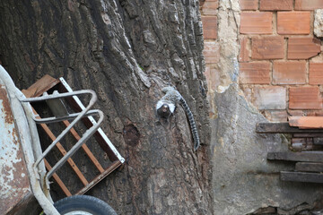 sagui soim callithrix