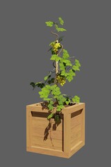 A bush of grapes in a wooden box, with bunches of grapes.