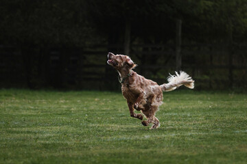 English red and white setter does sports on warm summer day outdoors in park on green meadow....