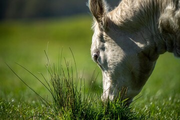 Cows eating grass in Australia. 