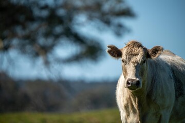 Cows eating grass in Australia. 