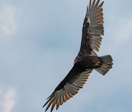 Vulture Soaring On A Cloudy Sky In Pennsylvania