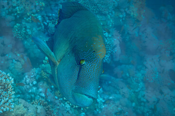 Fish of the Red sea. Napoleon fish