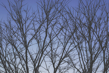 Contrast of branches with blue sky