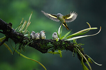 A mother bird flies to feed her young perched on a tree branch