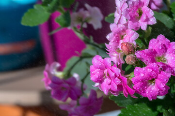 Pink flowers. Background with purple flowers. Water drops on flowers. Background with wet flowers.