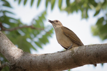 A bird perched on a tree branch and leafy branches, Turdus leucomelas