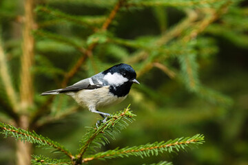 Small, restless Coal tit, Periparus ater perched on a Spruce branch in an Estonian boreal forest. 