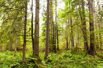 Fototapeta na wymiar Lush, early autumn boreal forest in Estonia, Northern Europe. 