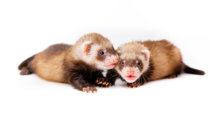 Ferret puppy on a white background. Pet's chocolate color. Little baby ermine, weasel, marten.