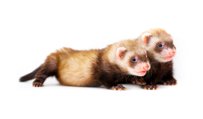 Ferret puppy on a white background. Pet's chocolate color. Little baby ermine, weasel, marten.