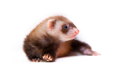 Ferret puppy on a white background. Pet's chocolate color. Little baby ermine, weasel, marten.