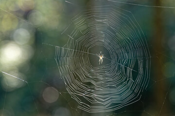 toile d'araignée en contre jour