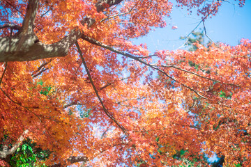 紅葉と青空