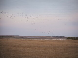 Snow geese