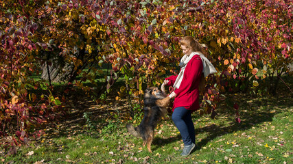 Beautiful young woman with long red hair and freckles in a red coat is dancing with her sheltie dog against a background of autumn foliage. The dog stands on its hind legs