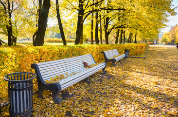 White benches in an autumn park covered with yellow leaves on a sunny day. Forgotten women's...
