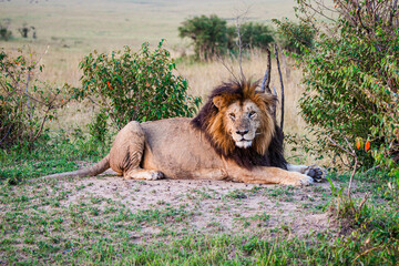 Portrait of a male lion in the Masai Mara in Kenya