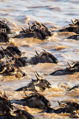 Blue Wildebeest crossing the Mara River during the annual migration in Kenya