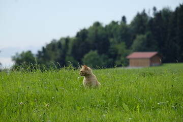 Katze auf Allgäuer Wiesen