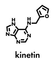 Kinetin (N6-furfuryladenine) plant hormone molecule. Promotes cell division in plants. Used in skin care and cosmetics for supposed anti-aging properties. Skeletal formula.