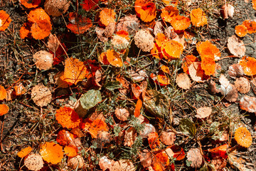 Multicolored autumn leaves of birch and needles. Autumn natural texture